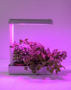 Växtbelysning Herby